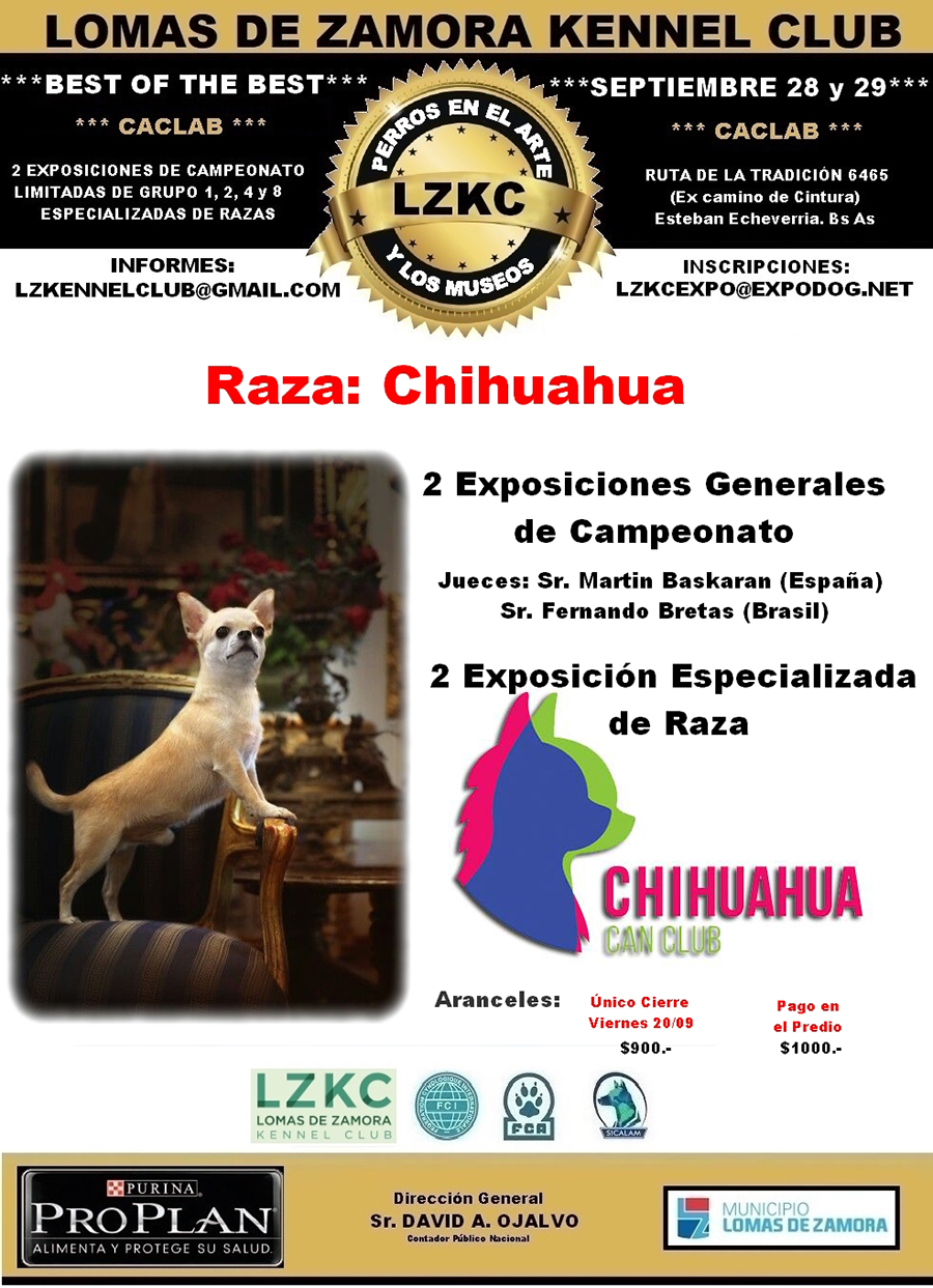 chihuahua